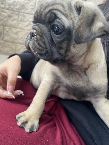 Pug Puppies Need Rehoming!!!
