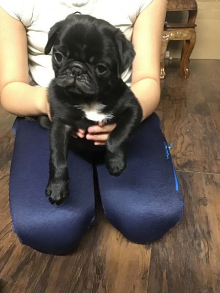 Pug puppies ready for new home