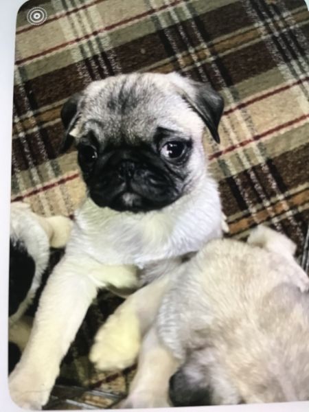 I have 2 deference breeding 3 black and 3 fawn