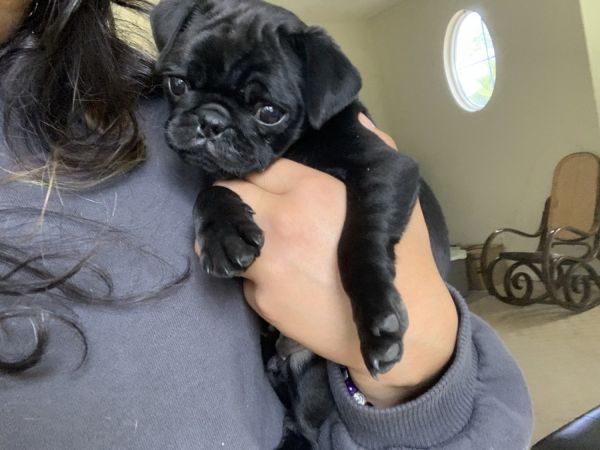 Female pug puppy