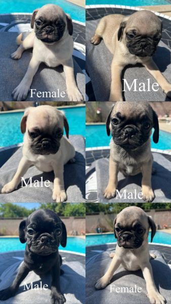 Pug Puppies