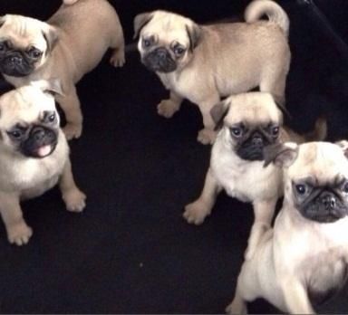 Pug Puppies