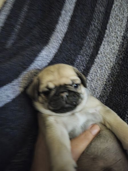 Male Fawn Pug puppy Koda