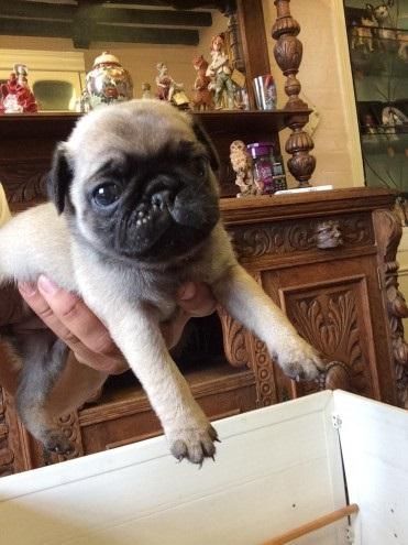 beautiful 9 week old Male and female pug