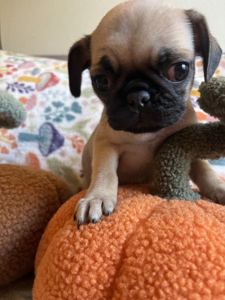 Pug puppies for sale