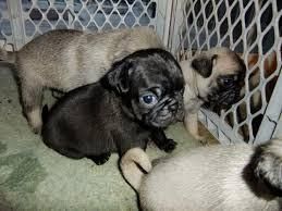 Registered Pug Pups Text Us At ***