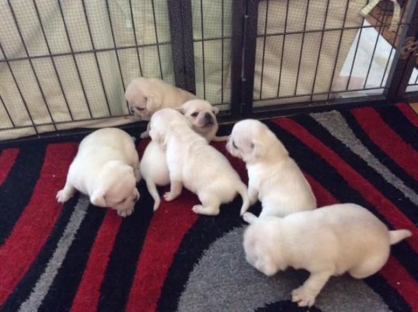 lovely white pug puppies