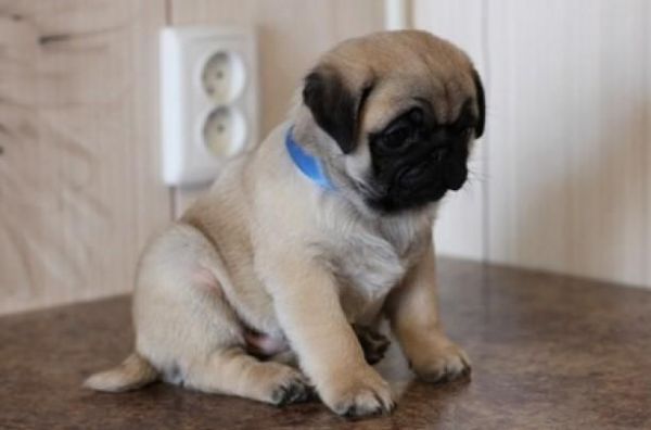 valwett pug puppies for adoption