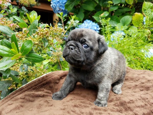 AKC Pug Puppies!