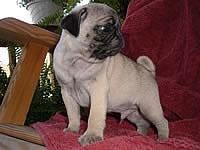 Stunning Litter Of Fawn Pugs Puppies Available