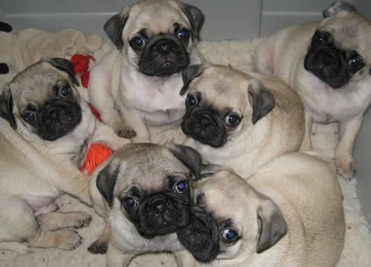 pug puppies