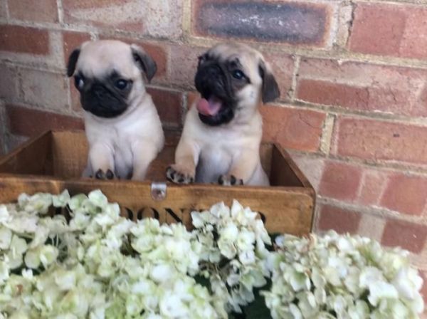 Quality P-u-g Puppies:contact Us At (***) ***-***7