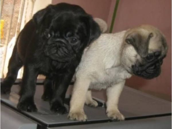 Cute Pugs for adoption
