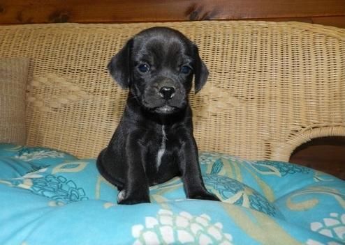 pug puppies for sale.