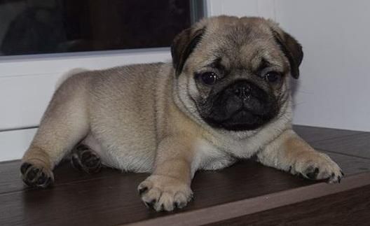 Beautiful PUG Puppies for Adoption