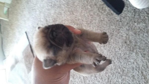 Pug puppies