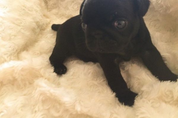 lovely pug puppies for lovely homes