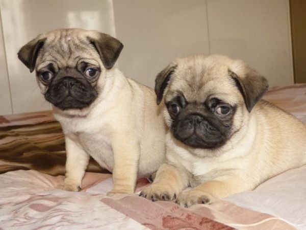 Talented Pug puppies
