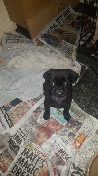 Beautiful Chunky Pug Boy