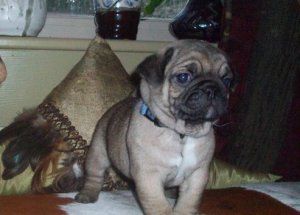 French Bulldog Puppies