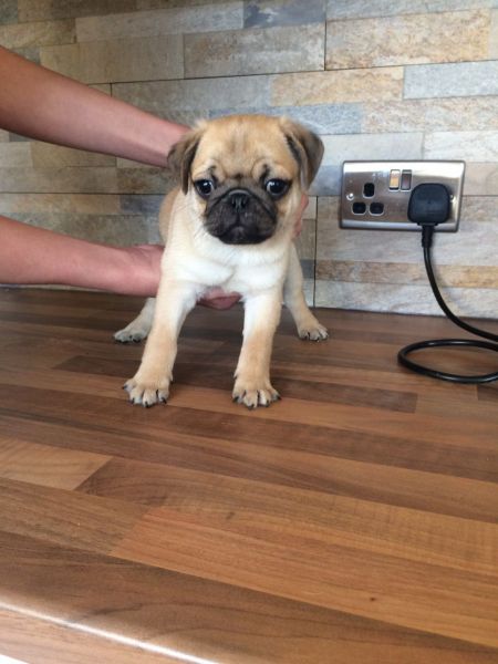*reduced*4 Kc Reg Pug Puppies