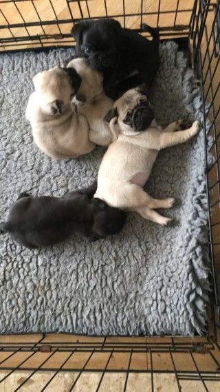 Adorable Jug Puppies For Sale Vaccinated&a Id Chip