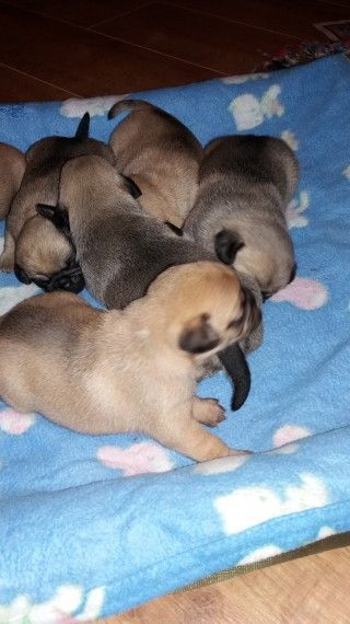 Nice cute Male Pug Pup's