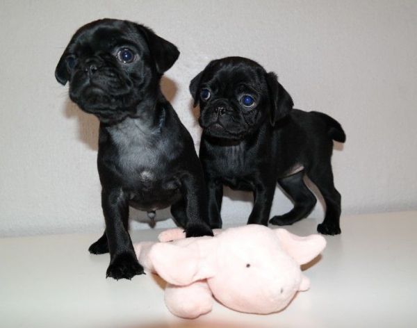 Pug Puppies Seeking 5* Loving Forever Homes