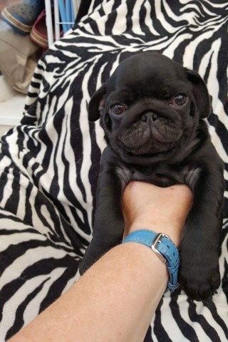 Outstanding Health Tested Male Pup