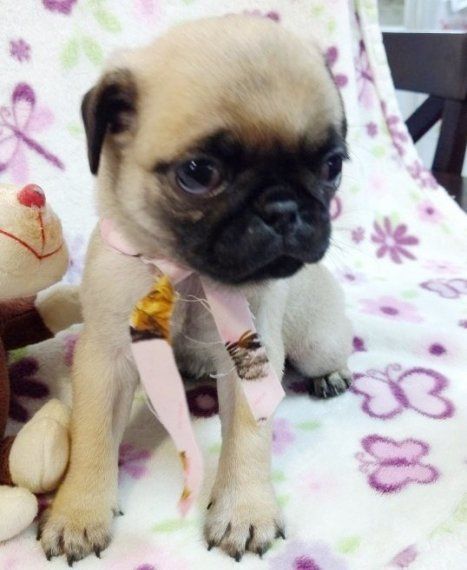 FEMALE AGE10 WEEKS OLD PUg