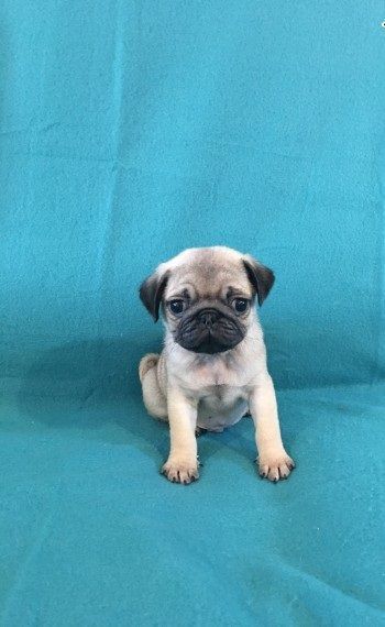 FLAT NOSE PUPPY FOR ADOPTION