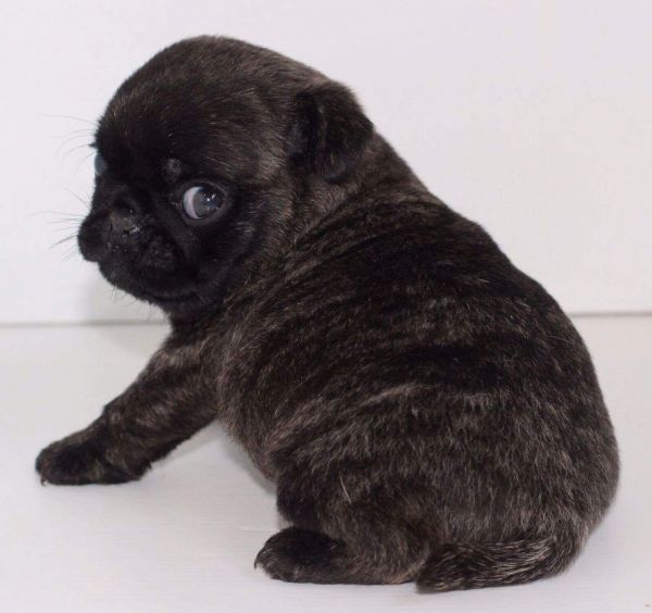 Quality Health Tested Black Kc Reg Pug Pups