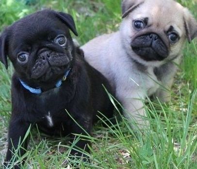 Pug puppies