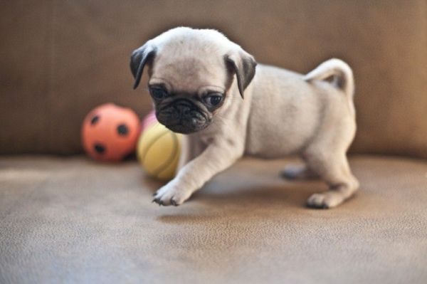 Adorable Pug Puppy For Sale.