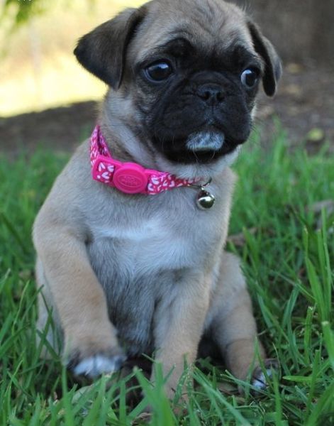 Beautiful Flashy Pug Puppies For Sale