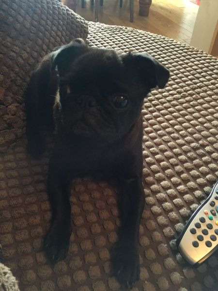 Lovely Lil Pug Girls