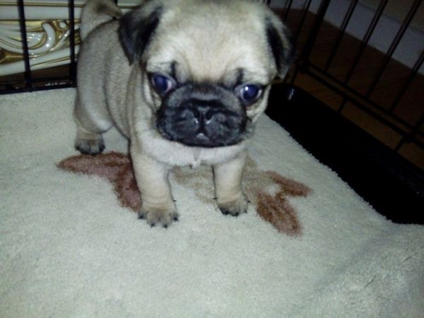 Top Quality Kc Pugs Ready Now