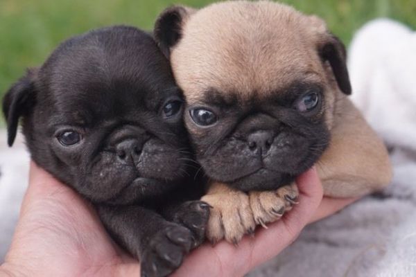 Charming pug Puppies Available-call(***) ***-***8