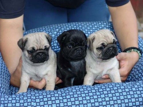 pug Puppies FOR SALE*SMS(***) ***-***8/