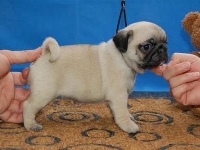 Beautiful Pug puppies For Sale