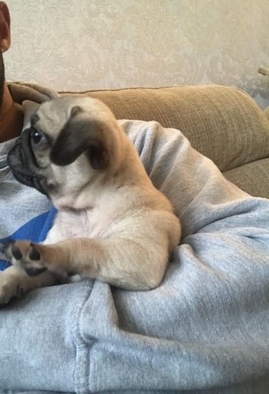 Kc Registered Fawn Pug Puppiesfor Sale