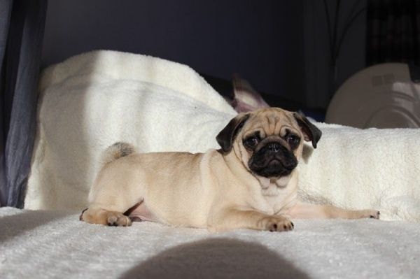 Beautiful Male Pug Ready Now!!!(***) ***-***2