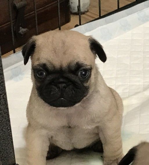 3 Kc Registered Pug Puppies