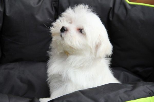 Beautiful Pug Puppies