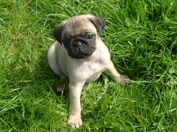 ***High Quality Pug Male and Female Text ***