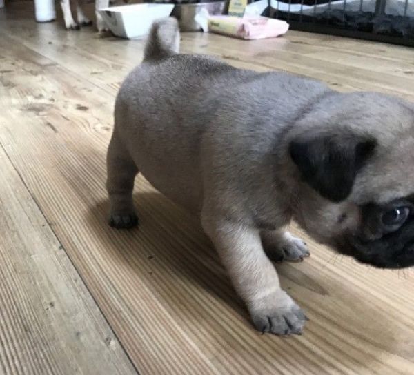 Beautiful Kc Health Tested Clear Pug Puppies