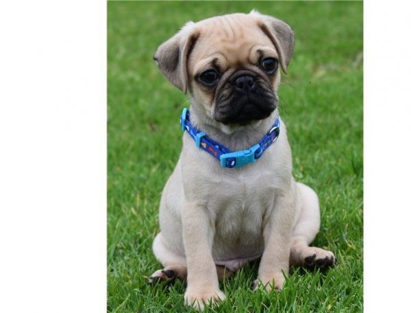 pug pupies for sale