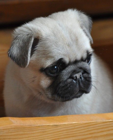 Only 2 Girls Left *** Ready Now ***reduced!!