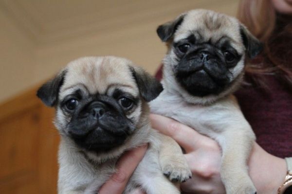 Ready Now Beautiful Kc Reg Fawn Pug Boy