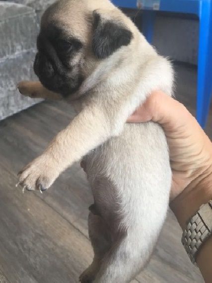 Available male and female pug pups